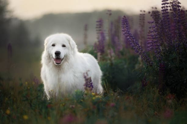 IL PASTORE MAREMMANO UN CANE DAL CARATTERE FORTE