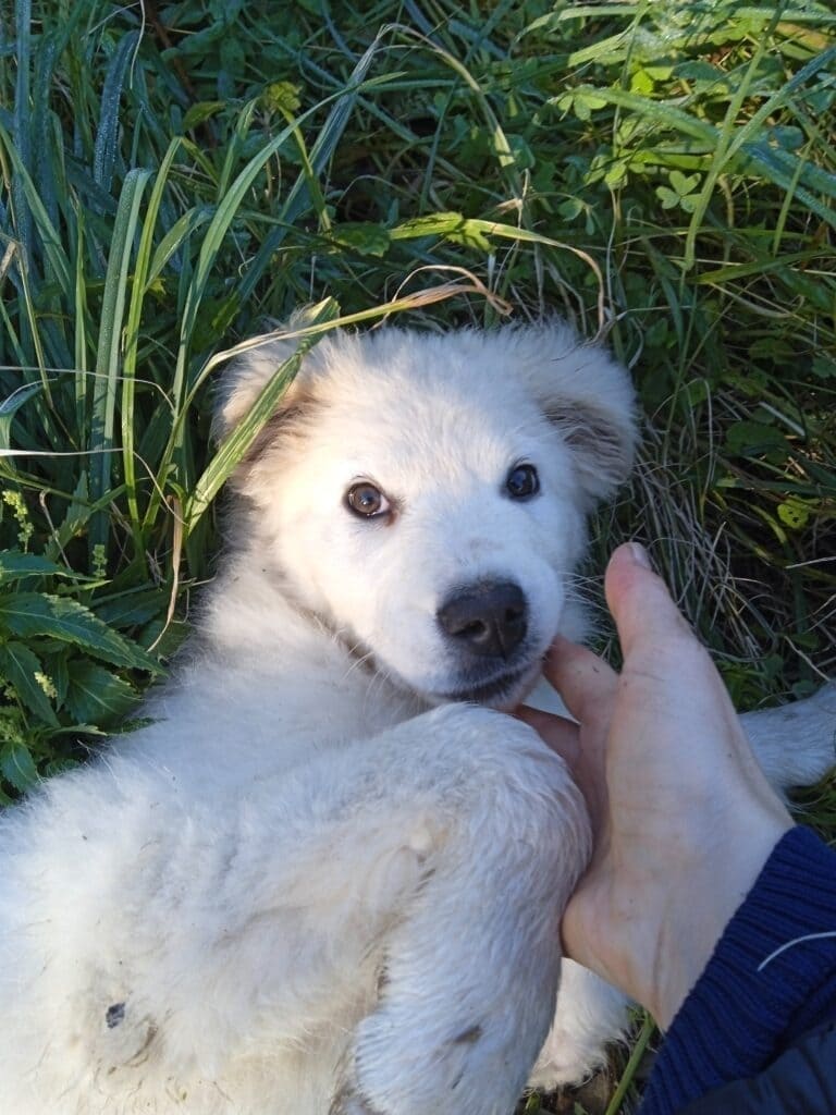 CUCCIOLO DI MAREMMANO