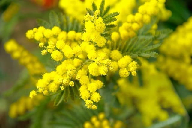 PERCHE' LA MIMOSA E' IL SIMBOLO DELL'8 MARZO?