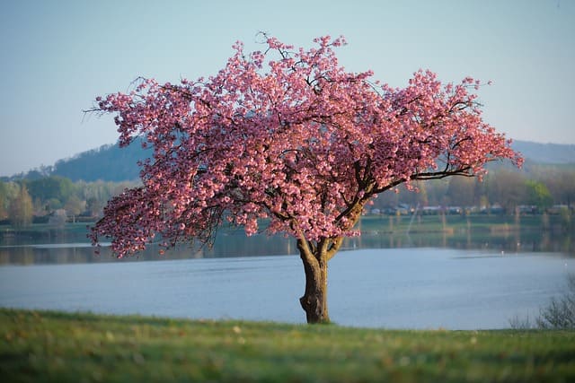 EQUINOZIO DI PRIMAVERA : CHI HA DECISO LA DATA?