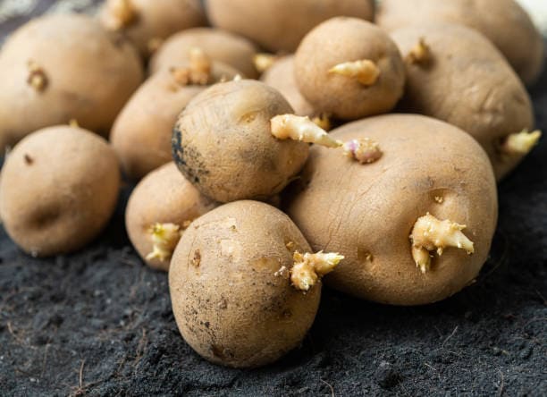 LE PATATE CON GERMOGLI: SI POSSONO CONSUMATE?